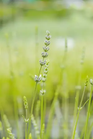 lavandula int.  edelweiss  - afbeelding 3