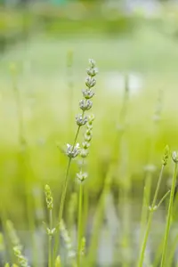lavandula int.  edelweiss  - afbeelding 3