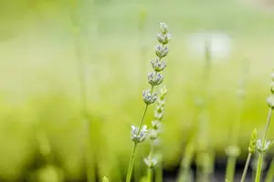lavandula int.  edelweiss  - afbeelding 2