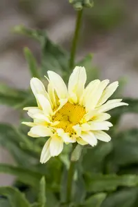 leucanthemum (m)  banana cream
