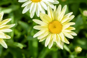 pot 9 cm - afbeelding 2