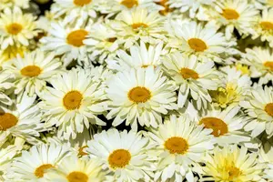 pot 9 cm - afbeelding 4