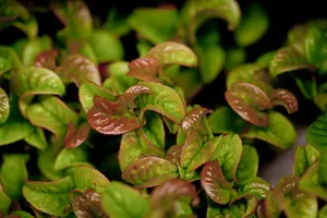 leucothoe axillaris  curly red 
