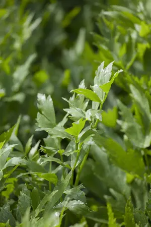 levisticum officinalis - afbeelding 2