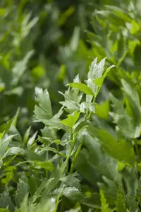 levisticum officinalis - afbeelding 2