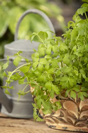 levisticum officinalis - afbeelding 4