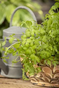 levisticum officinalis - afbeelding 4