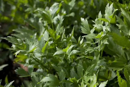 levisticum officinalis - afbeelding 1