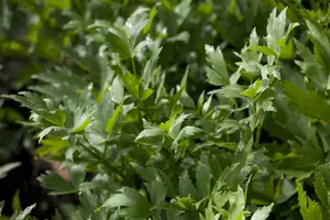 levisticum officinalis - afbeelding 1