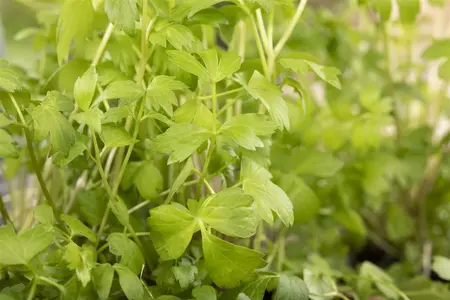 levisticum officinalis - afbeelding 5
