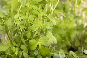 levisticum officinalis - afbeelding 5