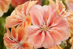 lewisia coty.mountain dreams