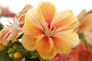 lewisia coty.mountain dreams - afbeelding 2