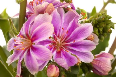 lewisia coty.mountain dreams - afbeelding 4