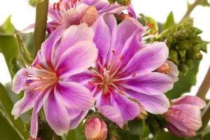 lewisia coty.mountain dreams - afbeelding 4