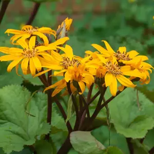 ligularia dentata desdemona