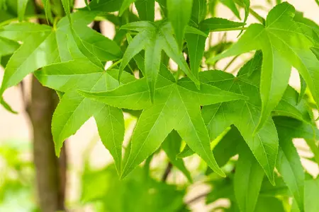 ht 6/8 drdkl - afbeelding 5