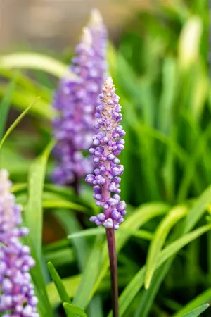 liriope muscari  moneymaker  - afbeelding 4