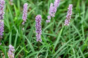 liriope muscari moneymaker