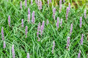 liriope muscari  moneymaker  - afbeelding 3