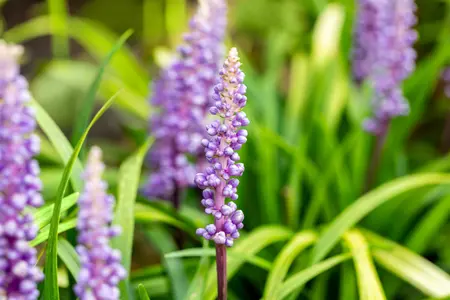 liriope muscari  moneymaker  - afbeelding 5