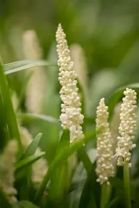 liriope muscari monroe white
