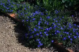 lithodora diffusa grace ward
