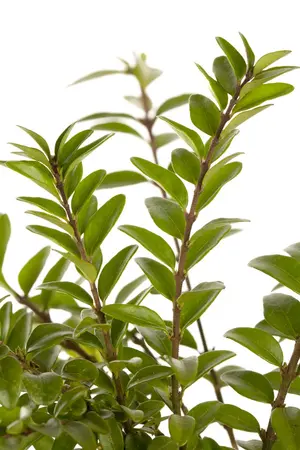 lonicera nit.  maigrün 