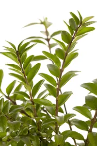 lonicera nit. maigrün