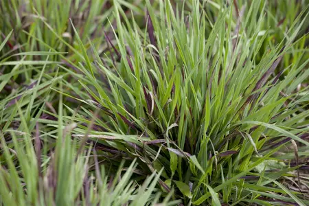 luzula pilosa  igel  - afbeelding 1