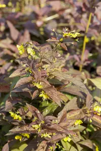 lysimachia ciliata  firecracker 