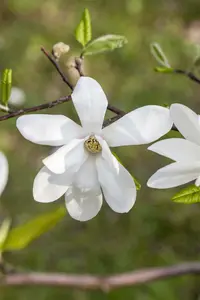 magnolia kobus - afbeelding 2