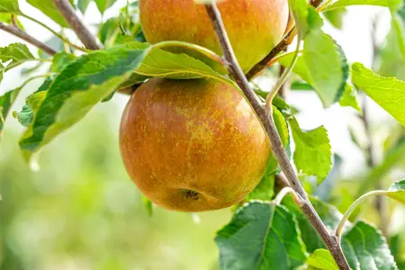 appel ht 8/10 - afbeelding 4