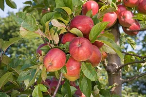 malus d.  gloster
