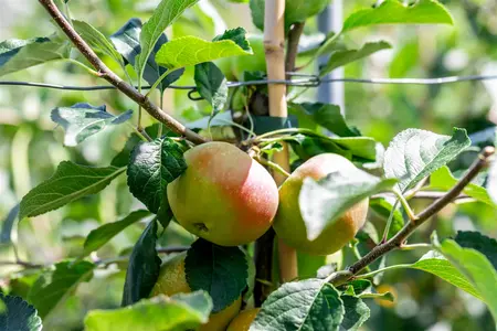 ht 8/10 - afbeelding 4