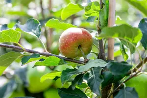 ht 8/10 - afbeelding 5