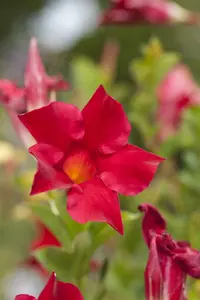 mandevilla sundaville