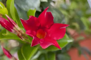 mandevilla sundaville - afbeelding 2