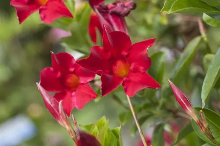 mandevilla sundaville - afbeelding 3