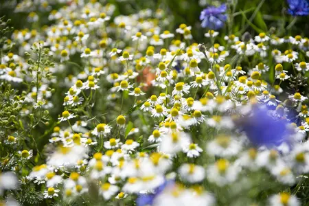 matricaria recutita - afbeelding 2