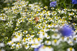 matricaria recutita - afbeelding 2