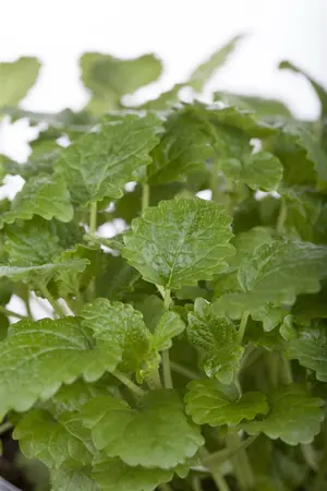 melissa officinalis - afbeelding 4