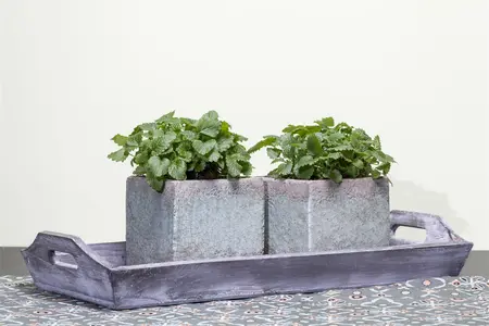 melissa officinalis - afbeelding 1