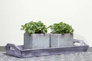 melissa officinalis - afbeelding 1