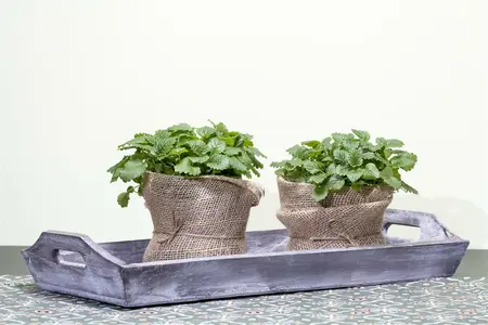 melissa officinalis - afbeelding 2