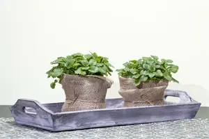 melissa officinalis - afbeelding 2