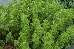 mentha  berries and cream - afbeelding 5