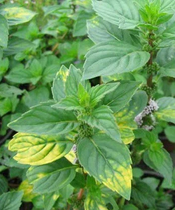mentha gentilis  ginger 