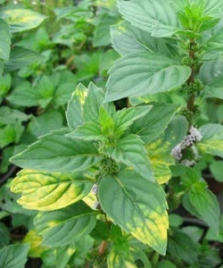 mentha gentilis ginger