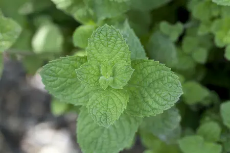 mentha hillary s sweet lemon - afbeelding 4
